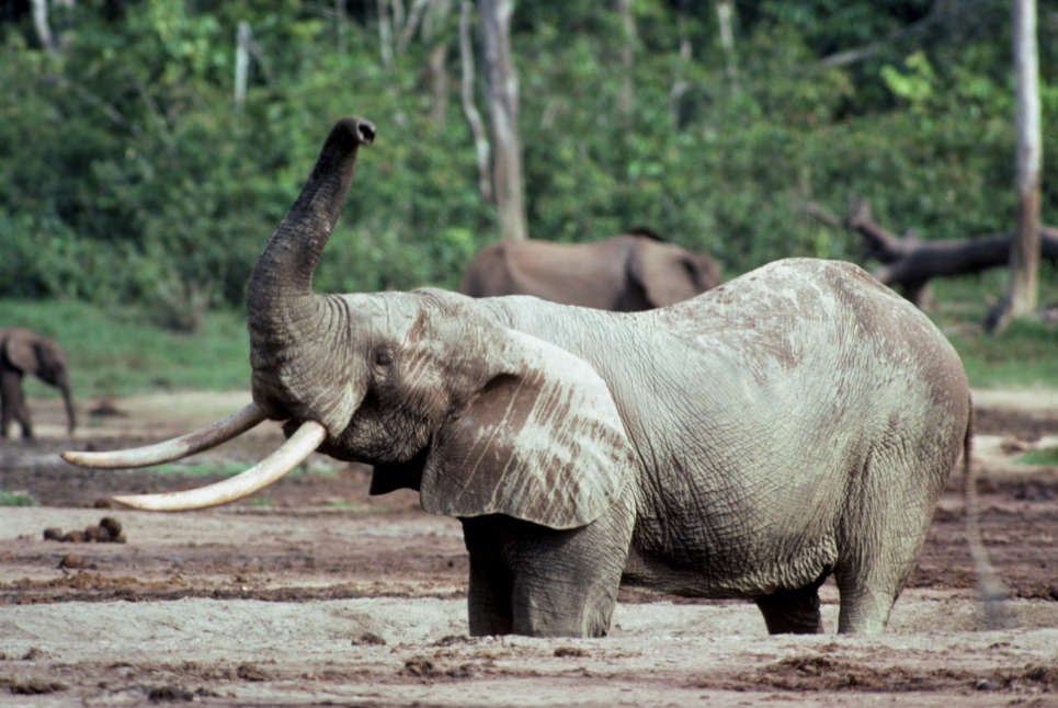 Un elefante africano del bosque.