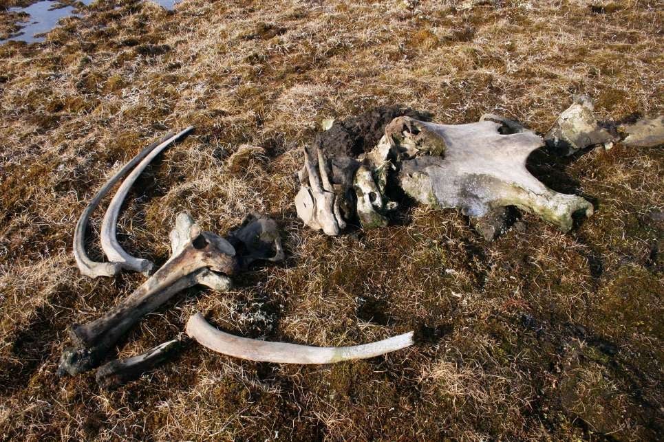 El mamut de Pavlov, vértebras torácicas y del cuello, costillas y cráneo, trazado después de haber sido excavado