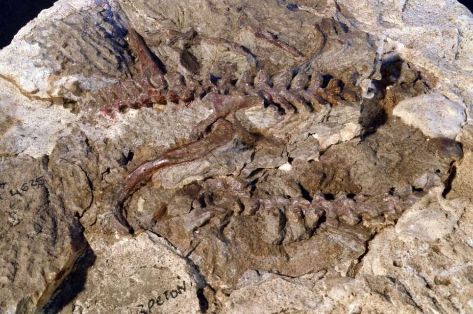 Parte de un esqueleto de lagerpétido que data de hace 235 millones de años, en Argentina.