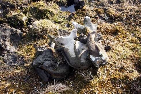 Las tres vértebras lumbares del mamut Pavlov, colocadas después de la excavación.