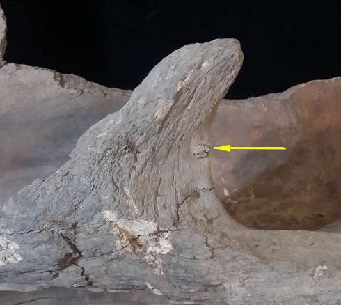 La escápula de mamut (hueso del hombro) con objeto de hueso incrustado.