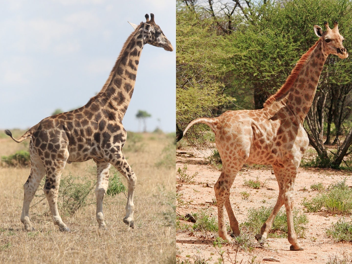 A la izquierda, Gimli, la jirafa enana de Uganda. A la derecha, Nigel, la jirafa enana de Namibia