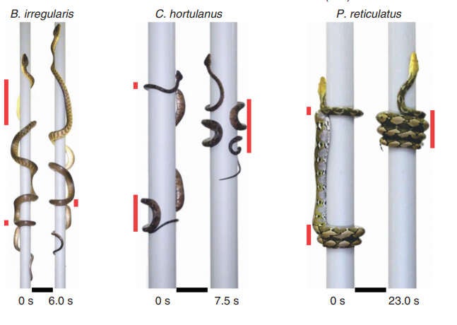 Image: Red lines indicate areas of grip. Savidge et al/Current Biology