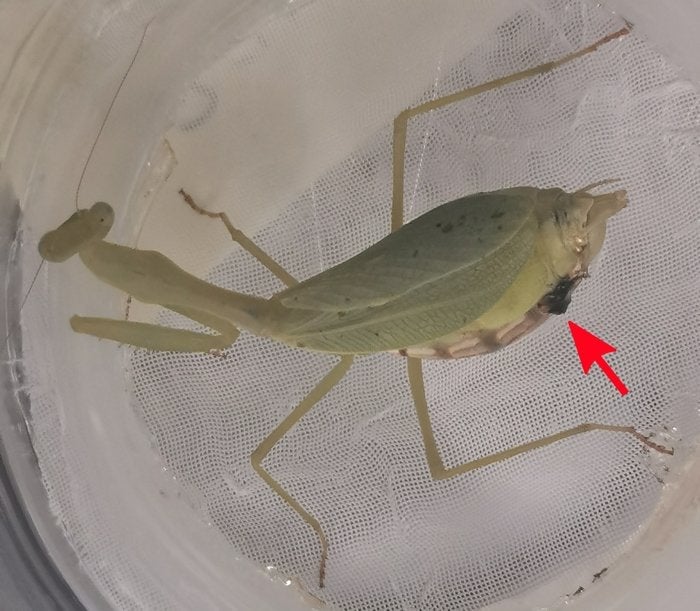 Mantis hembra herida por luchar con un macho