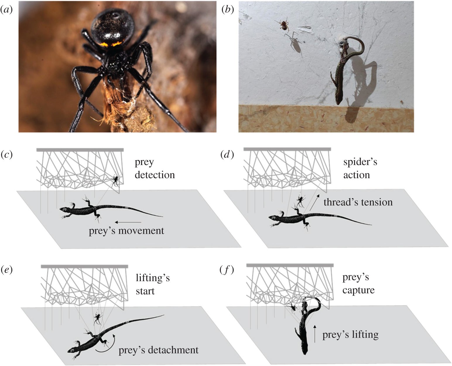 Image: Alessandro Kulczycki / Aracnofilia /  The Royal Society
