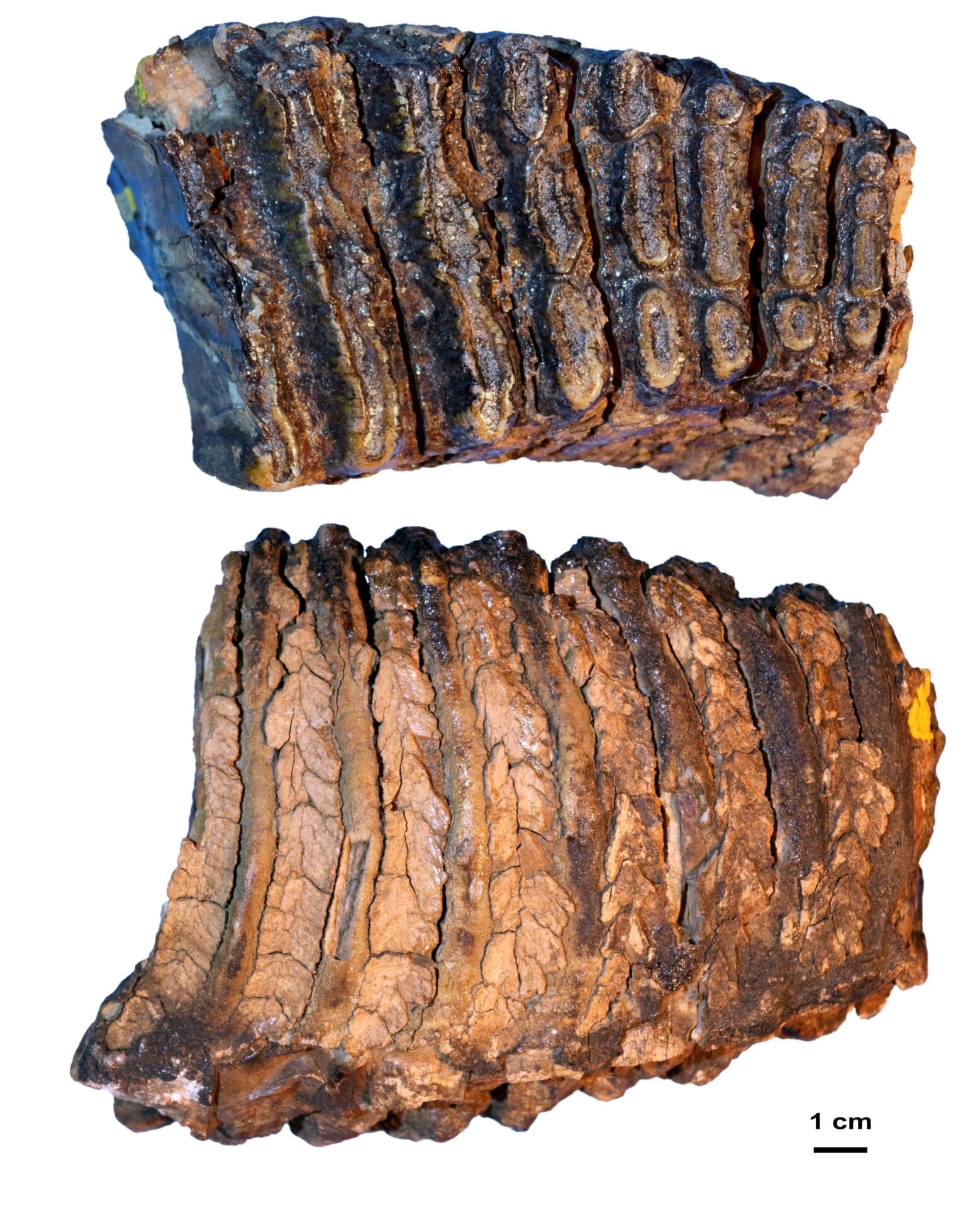El molar Adycha, que pertenecía a un espécimen de entre 1 millón y 1,2 millones de años de antigüedad. 