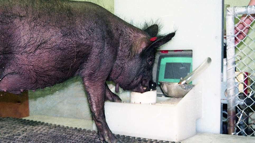“Ebony” acciona el joystick con su morro. 