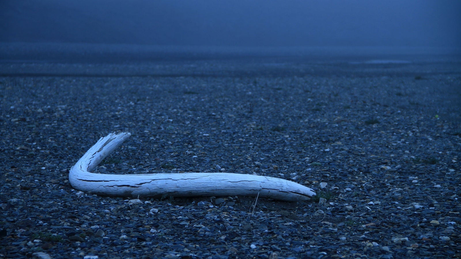 Un colmillo de mamut lanudo descubierto en la Isla de Wrangel