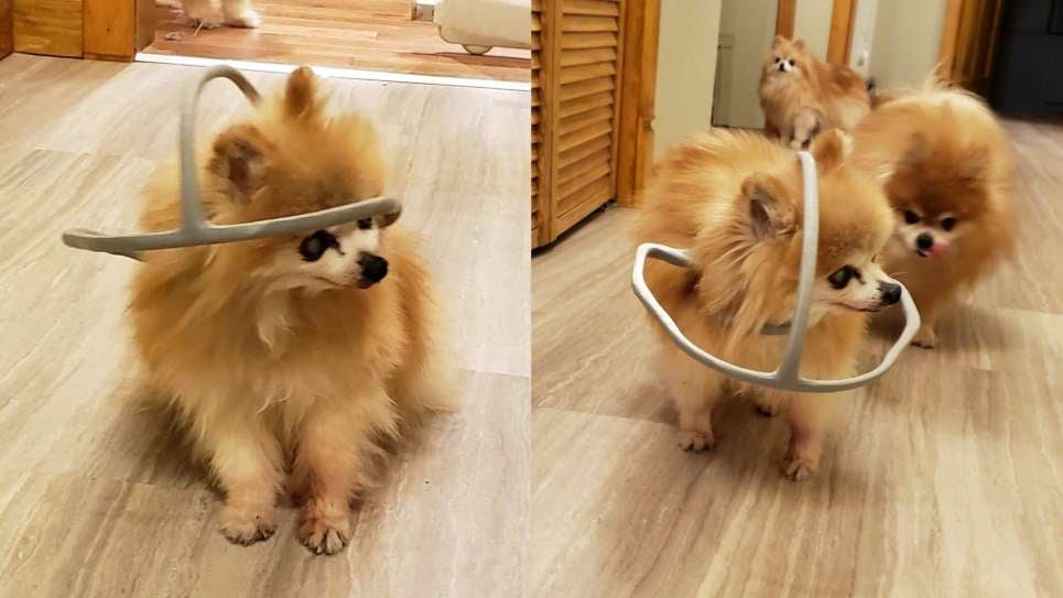 Sienna, una pomerania que tiene edad suficiente para votar y pesa solo 0,9 kg, aparece en la foto con un aro de seguridad impreso en 3D hecho por su dueño, Chad Lalande. El dispositivo se engancha a su arnés y evita que se golpee contra las paredes, pero definitivamente tomó un tiempo acostumbrarse, dijo