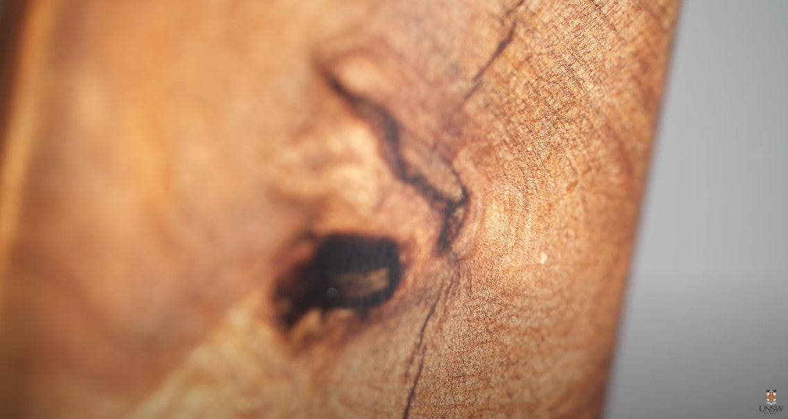 Sección de uno de los árboles Kauri que estudian en Australia.