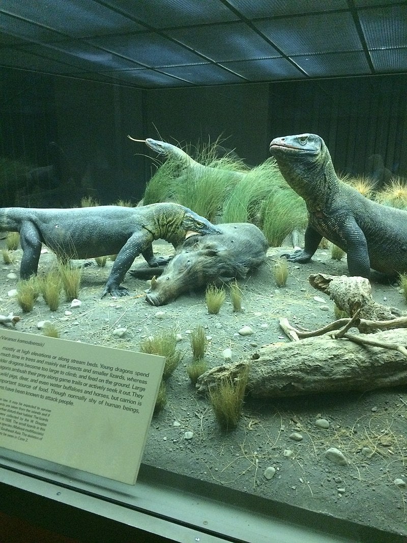 Diorama del dragón de Komodo en el Salón de los reptiles y anfibios del Museo Americano de Historia Natural.