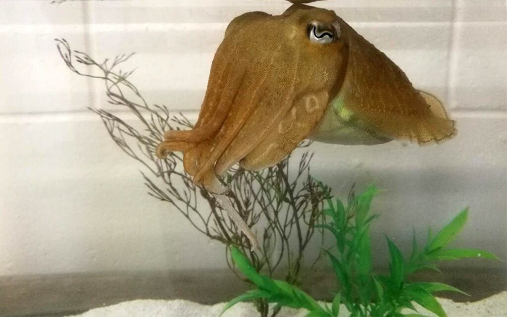 Photo: Alexandra Schnell / Marine Resources Center at the Marine Biological Laboratory, Woods Hole, Mass.