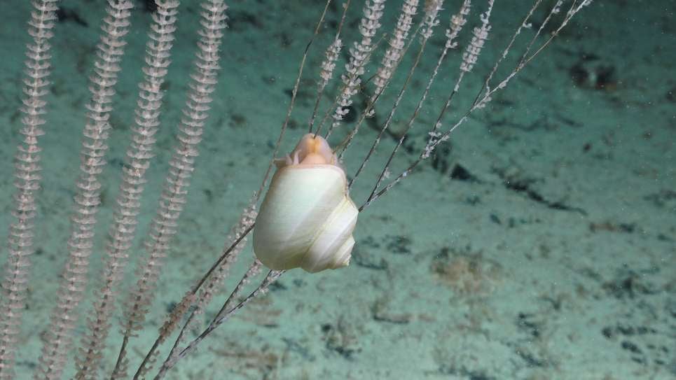 Un caracol posado en las profundidades del mar.