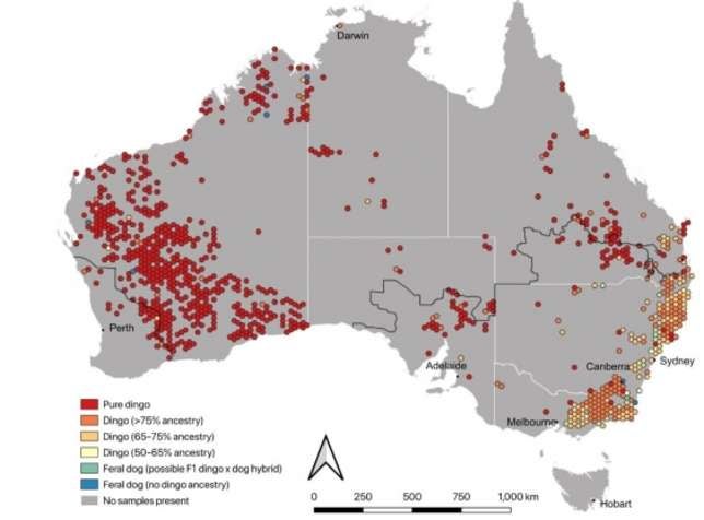 Gráfico que muestra la distribución de los caninos australianos salvajes según su ascendencia genética.