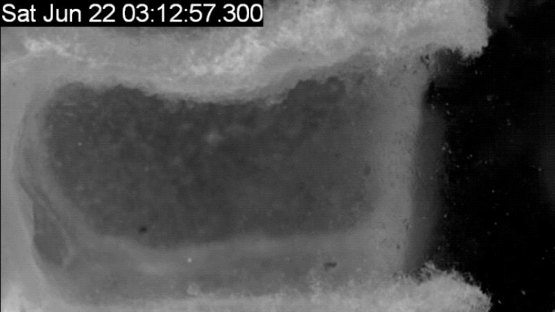 Una abeja obrera dentro de la celda de un panal.