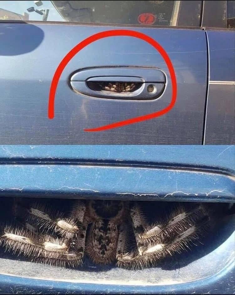 Photo: Australian Spider Identification Page / Facebook