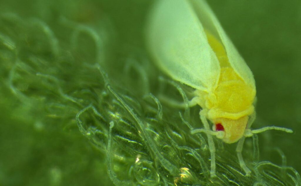 Photo: Jixing Xia y Zhaojiang Guo