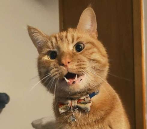 Nuestro gato, Cheddar Cara, no ha respondido a una solicitud de comentarios sobre esta historia.