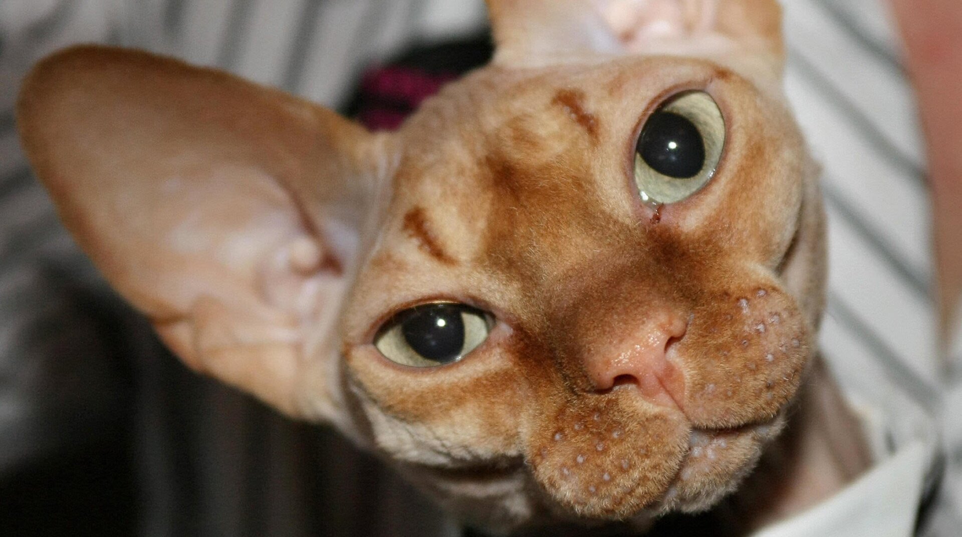 Los gatos Sphynx se crían para que no tengan pelo.
