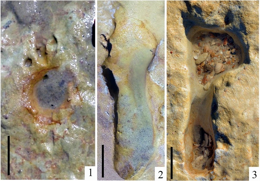 Image: Mayoral et al. 2021