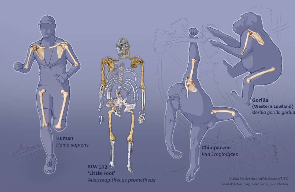 Los huesos de Pie Pequeño sugirieron que no había perdido su capacidad para balancearse entre los árboles.