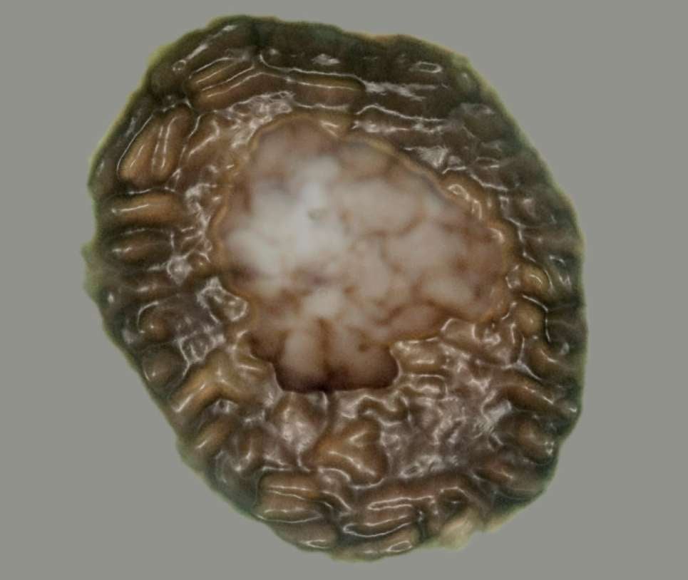 Image: Courtesy of P.K. Strother, Boston College