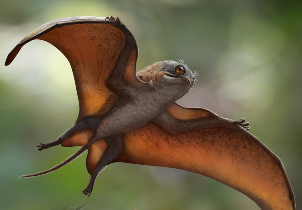 Reconstrucción artística del Sinomacrops y sus alas, similares a las de un murciélago.