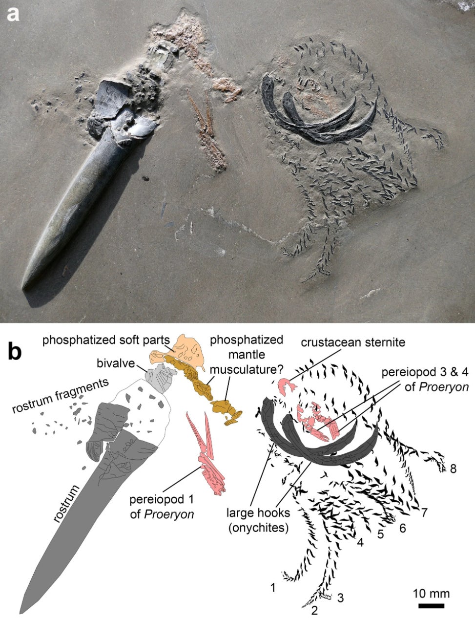 Image: Klug et al., Swiss J Palaeontol., 2021