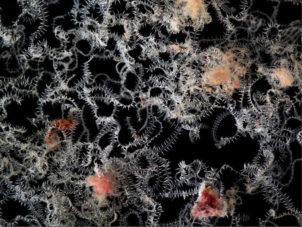 Pequeña fracción de un único espécimen vivo diseccionado de su esponja huésped como se ve a través del estereomicroscopio. También se pueden ver algunos fragmentos desprendidos de tejido esponjoso