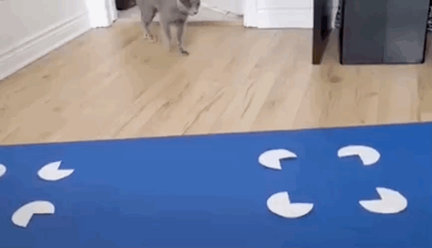 El experimento en acción.