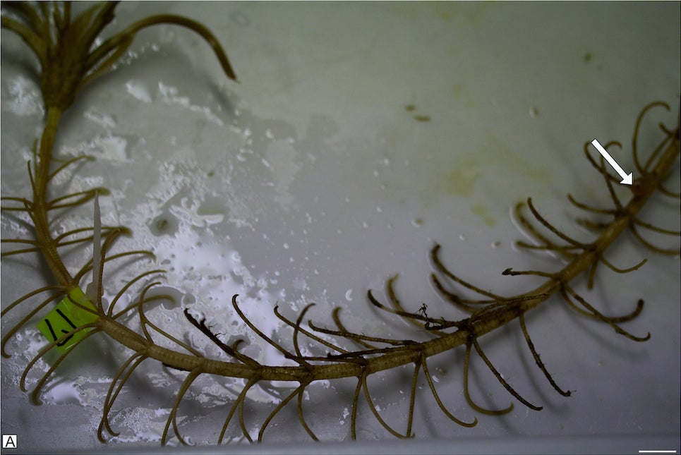 Todo el tallo del lirio de mar, con una flecha que indica la ubicación del pólipo Metridioidea.