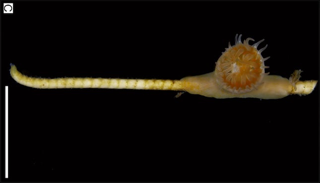 Un tallo de lirio de mar con su anémona residente.