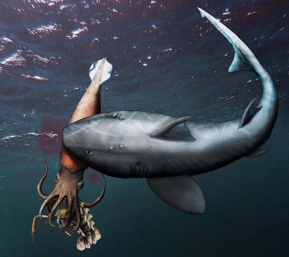 Image: Klug et al., Swiss J Palaeontol., 2021