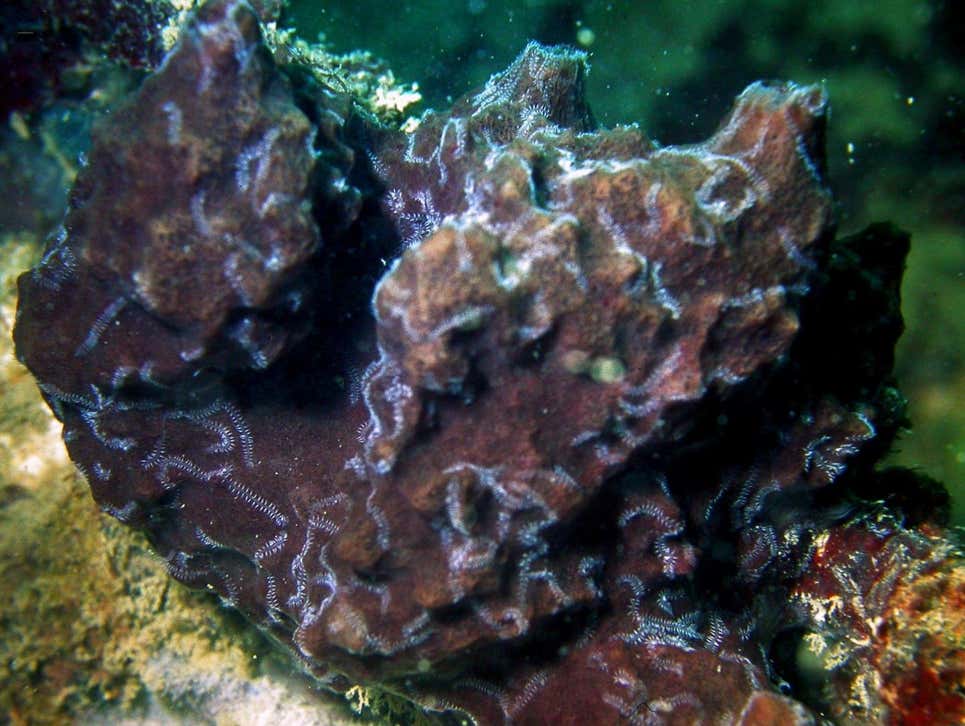 La esponja huésped (Petrosia) donde varios extremos posteriores de un espécimen del gusano Ramisyllis multicaudata pueden verse como líneas blancas arrastrándose sobre la superficie de la esponja.