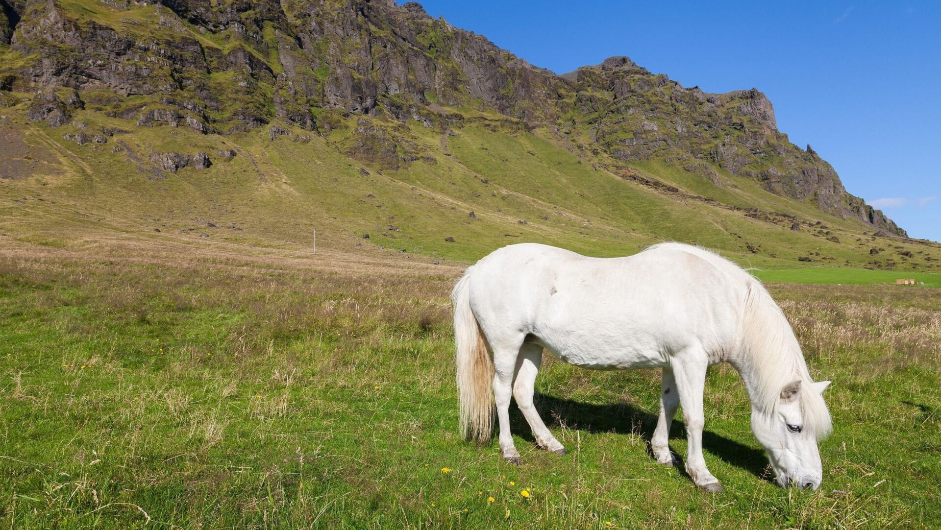 Un caballo de raza islandesa en la región de Suðurland, donde se encuentra el Laki