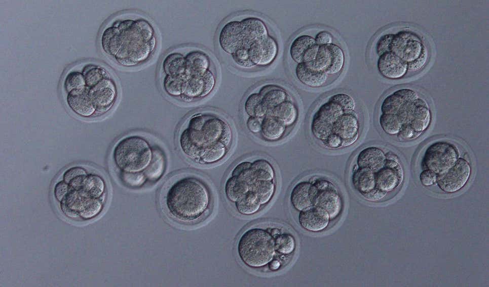 Embriones cultivados para demostrar si esos embriones pueden desarrollarse normalmente. Esta imagen muestra embriones en estadio de 8 células de buena calidad derivados de los espermatozoides espaciales.