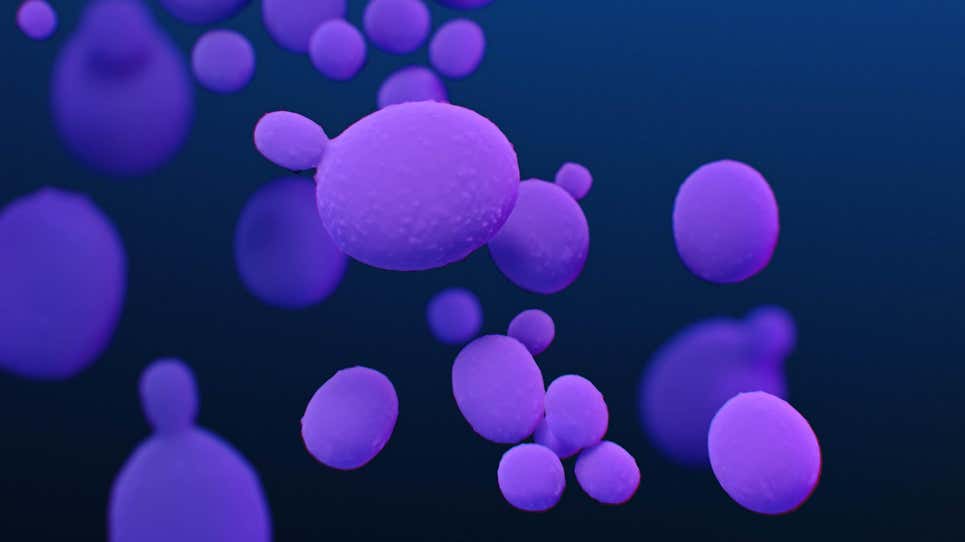 Una ilustración médica de los hongos Candida auris