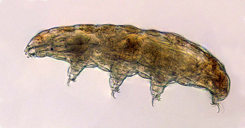 Imagen microscópica de un tardígrado.