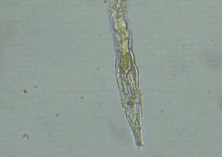 El rotífero revivido durante la alimentación