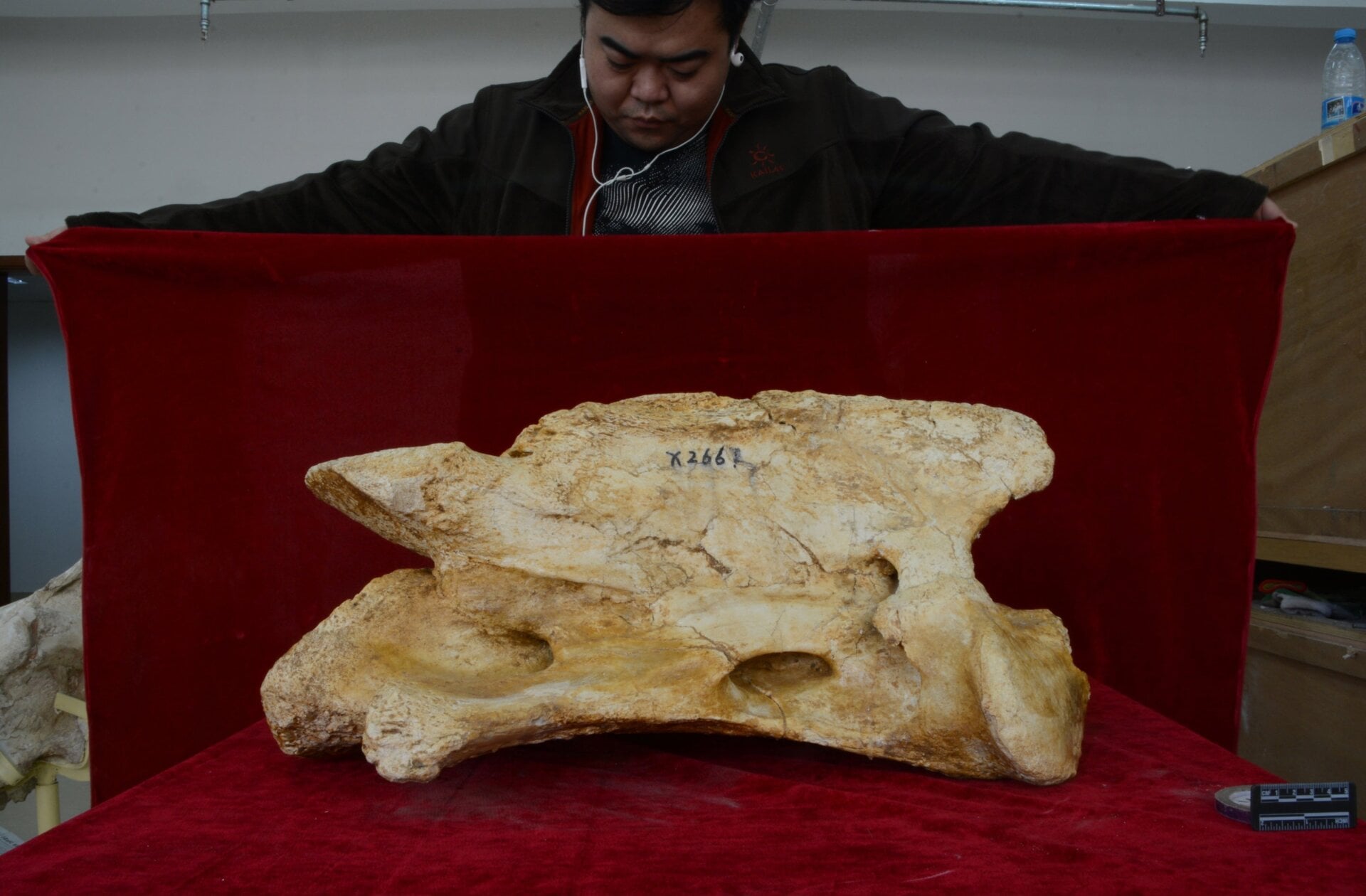 La primera vértebra cervical de la columna del rinoceronte gigante Paraceratherium linxiaense