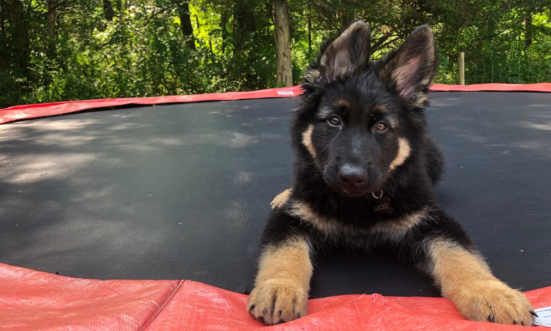 Lucio, uno de los cachorros de Gizmodo, que reprobó en la escuela de perros guía