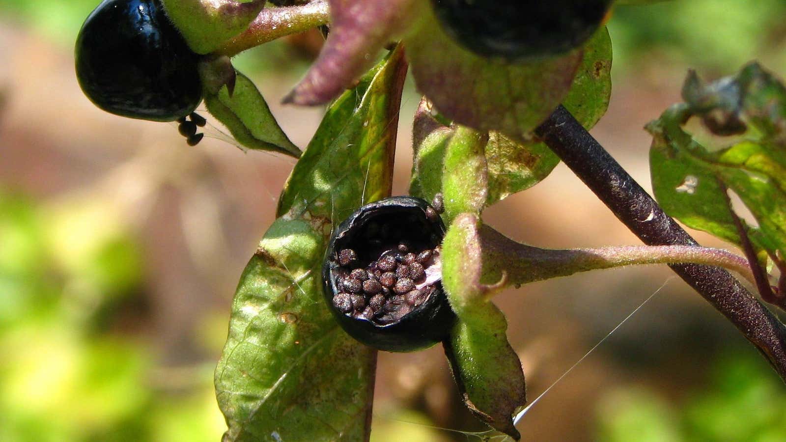 Un cierre de Atropa belladonna, también conocida como la planta de belladon