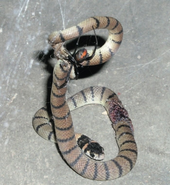 Image: Australian Museum/Kevin Moore