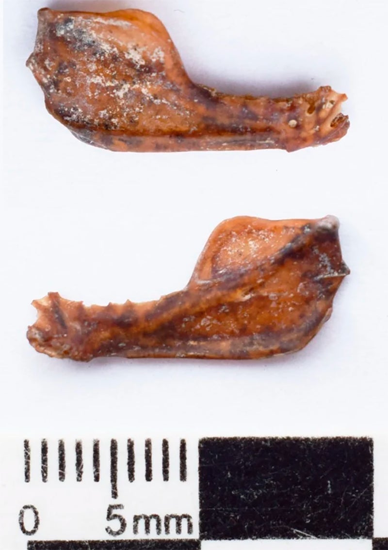 Image: Museo de Ciencias Naturales de Miramar