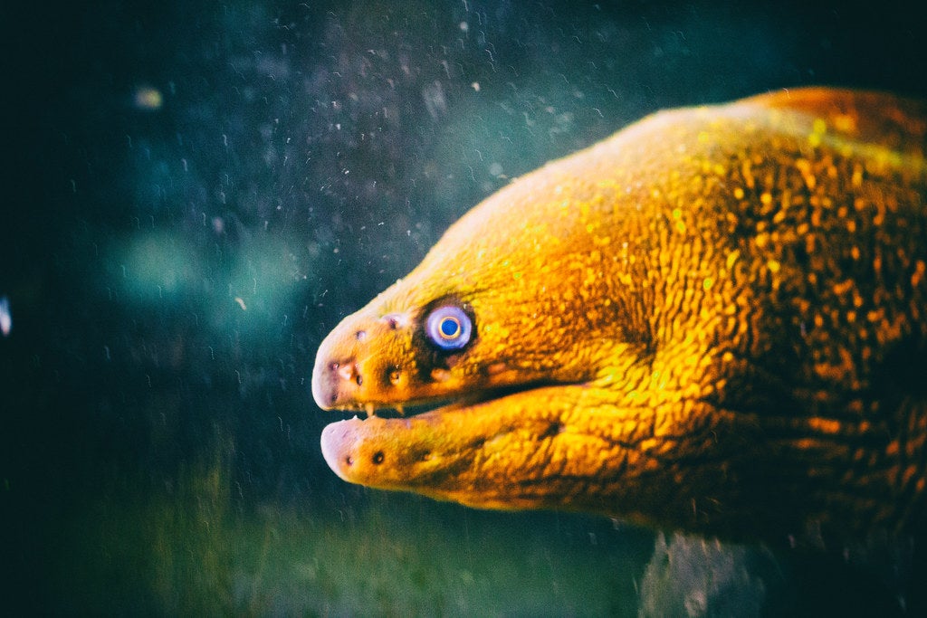 Image: Thomas Hawk/Flickr