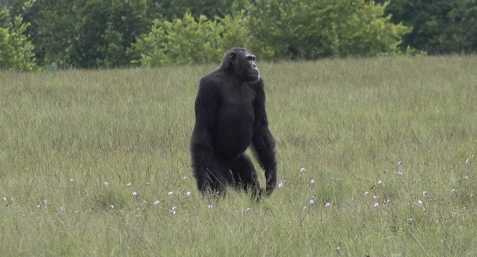 Un chimpancé macho adulto en el Parque Nacional Loango en Gabón