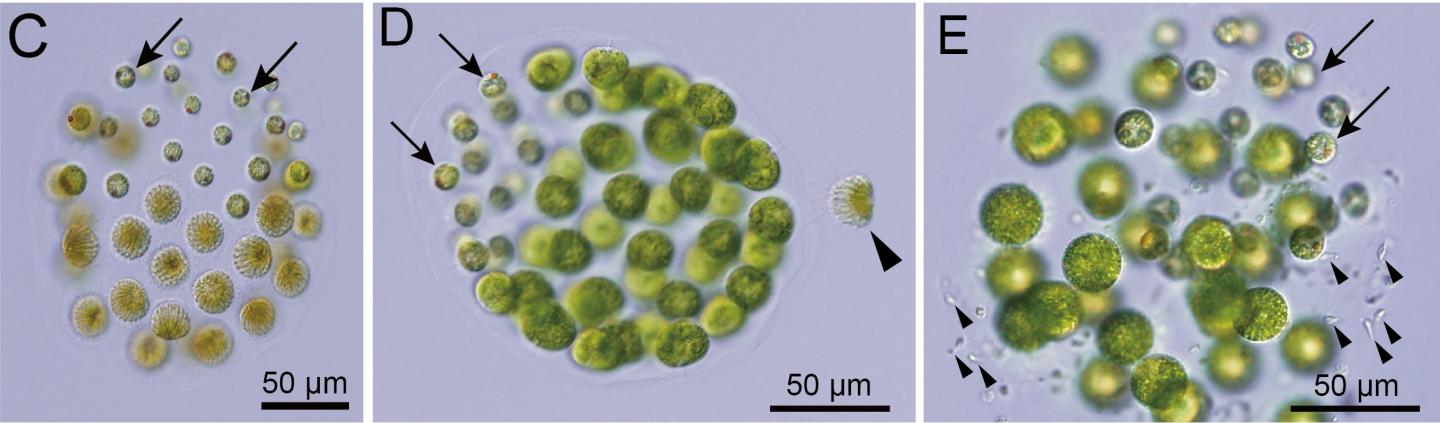 Image: Kohei Takahashi