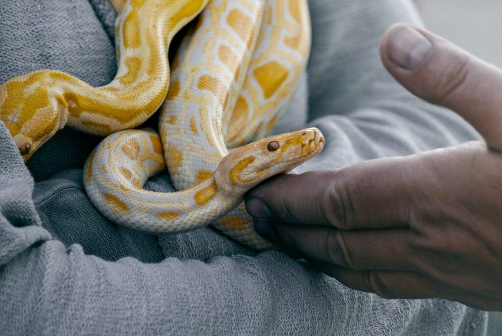 Photo: Kamil Zubrzycki / Pexels