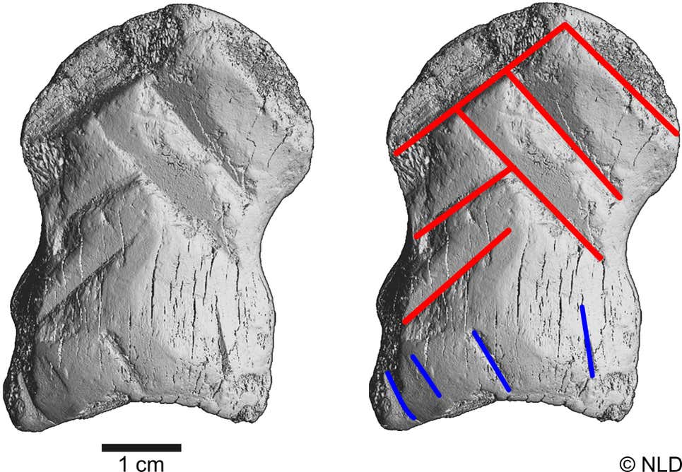Imágenes en escala de grises obtenidas a partir de micro-tomografías computarizadas de la reliquia. Se encontraron un total de 10 grabados en el hueso, seis de los cuales (mostrados en rojo) se usaron para crear el patrón de chevron.