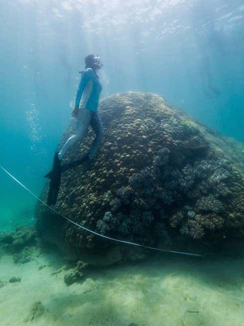 Una cinta métrica colgada alrededor del coral gigante.